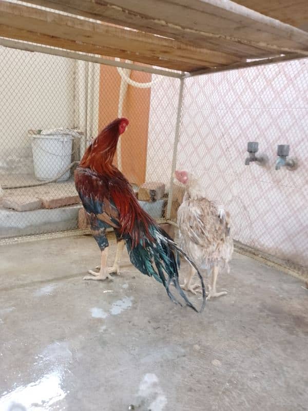 Indian Parrot Beak Long Tail Aseel 4