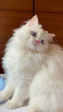 Persian pair Triple coated urgent sale