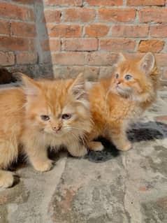 Persian kitten pair