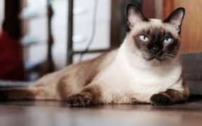 Siamese