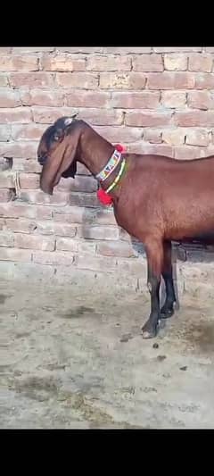 nagri beetal milking goat (bakri)