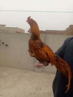 aseel murga for sale ha breeder murga ha Whatsapp number 03360796545