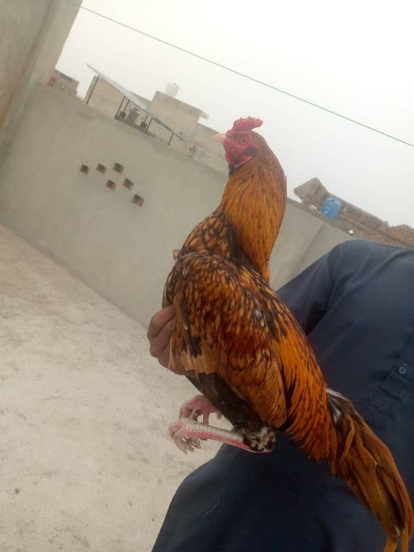 aseel murga for sale ha breeder murga ha Whatsapp number 03360796545 2