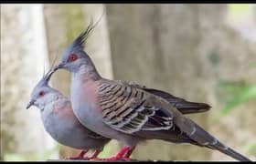 Crested Dove Pathay