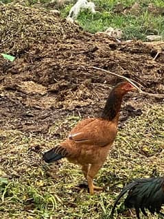 Turkish hint female pair