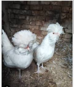 Polish Hen chicks