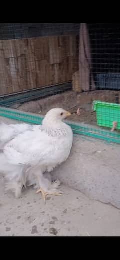 light brahma chicks age 2.5 months