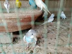 BUDGIE PARROTS ARE AVAILABLE