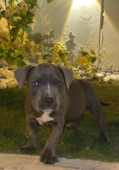 American bully male puppy  pick of the litter