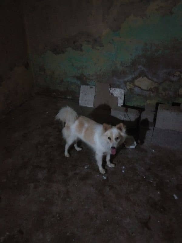 dog for sale 03194952566 0