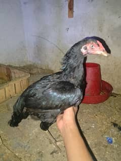 beautiful hen for sale