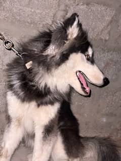 siberian husky for sale 12 months age