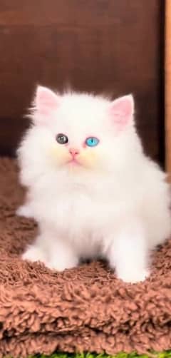 white Persian cats pair (male with odd eyes and female with grey eyes)