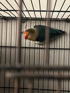 lovebird for sale