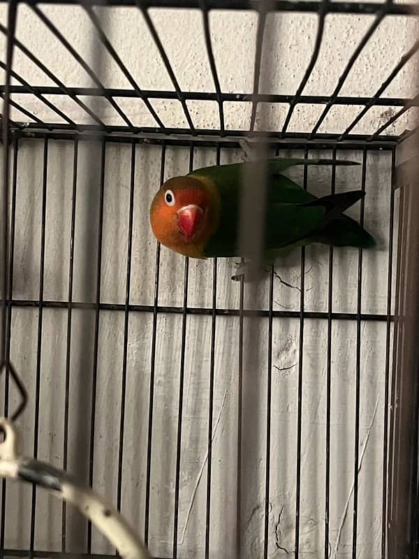 lovebird for sale 1