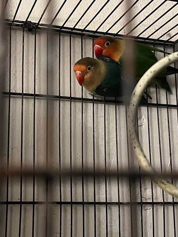 lovebird for sale 2