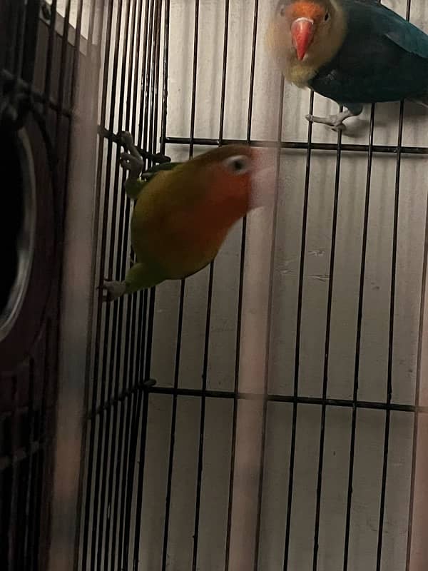 lovebird for sale 3