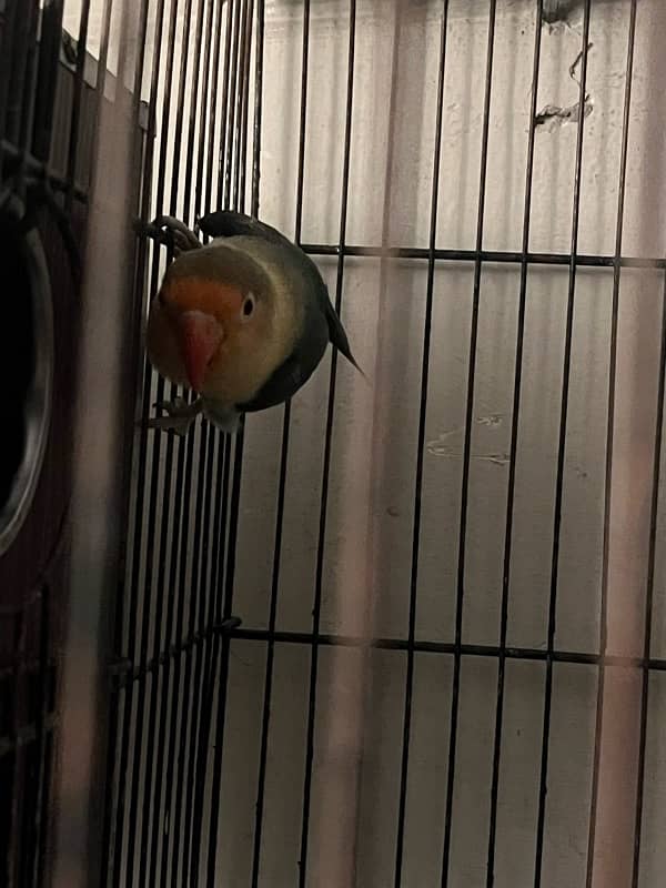 lovebird for sale 4