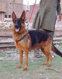 German Shepherd female medium Court confirm 13 mahine builder for sale