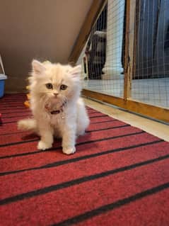 Persian  beautiful cat for sale 0329/70/37/447 my WhatsApp number