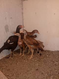 Aseel chicks A+ Breed