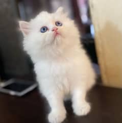 Persian cat for Sale