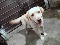 Labrador