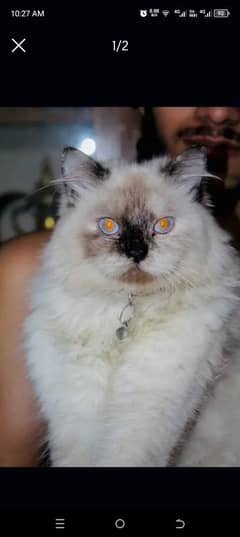 Persian cat