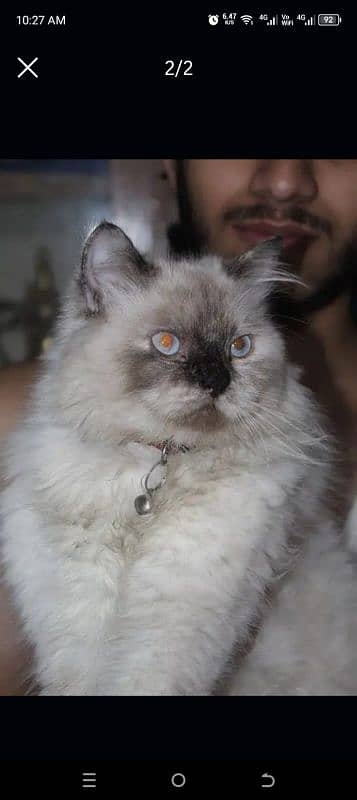 Persian cat 1