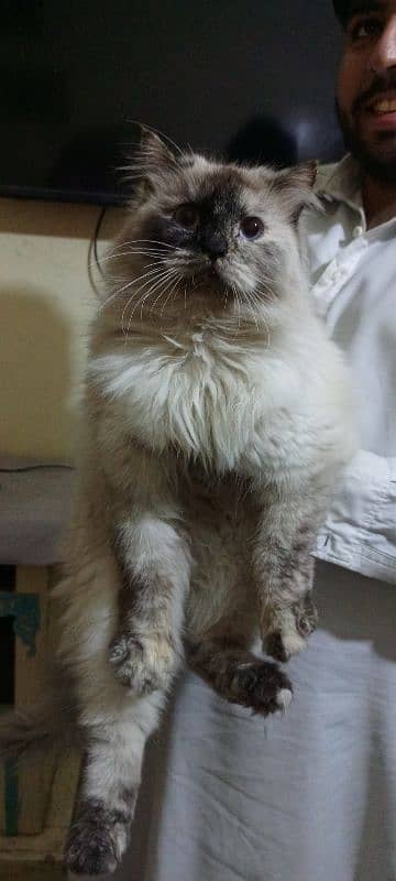 Persian cat 3