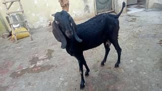 Goats for urgent sale