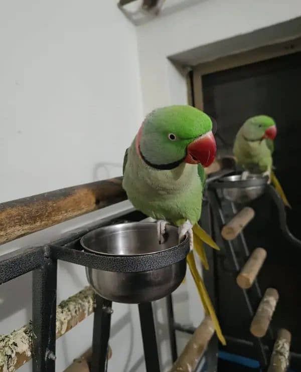 Kashmiri Raw parrot for sale 1