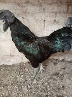 Ayam cemani male 1.2 year age