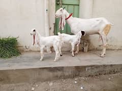 gulabi bakri white 2 female kids