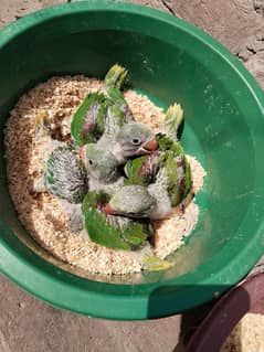 Raw Parrot Chicks