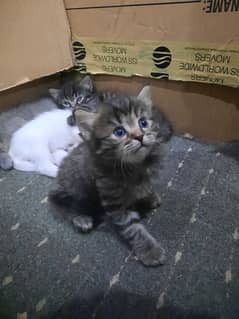 Persian cat | White Cat | Cute | Persian Kitten | Cat For Sale