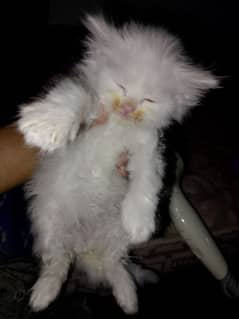 triple coted Persian kitten 45 days old male female