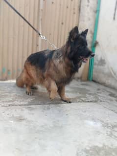 garman shepherd female for sale