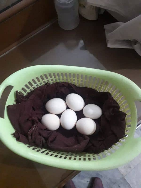 heera fresh eggs 3