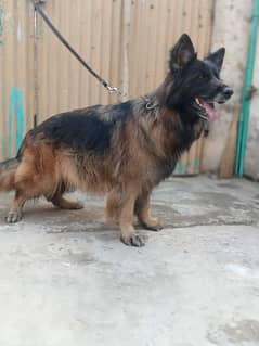 GSD breeder female with puppy for sale