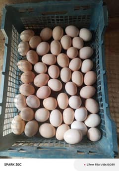 Fertile Eggs of RiR / Golden Misri fertile eggs