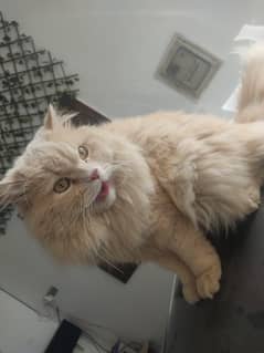 persian cat