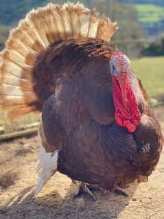 turke breedr male for sale