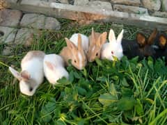 Rabbits baby's for sale