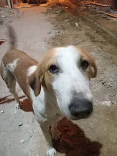 labrador cross, obedient dog, very friendly