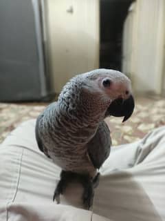 Friendly African Grey