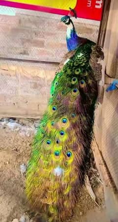 Peacock