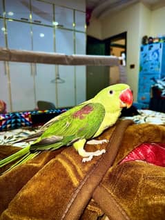 Raw Parrot Male