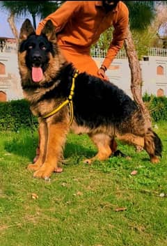 German Shepherd proper long coat mail for sale 9 mahine heavy bone