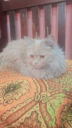 Persian thriple coat female cat for sale